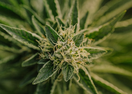 medical marijuana video