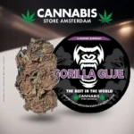 CBD Gorilla Glue
